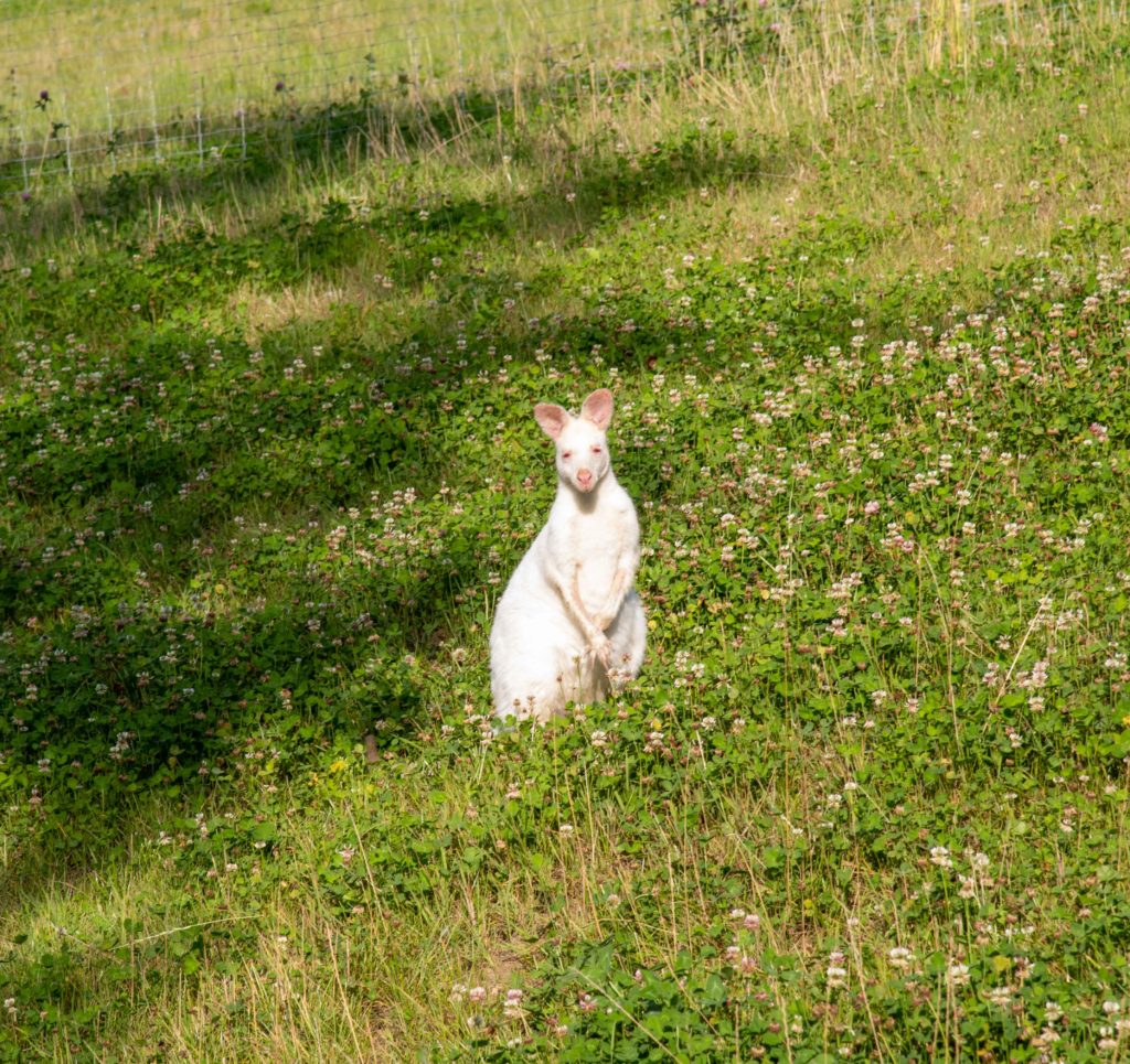 Tierpark Edelwies Natur Und Freizeitpark