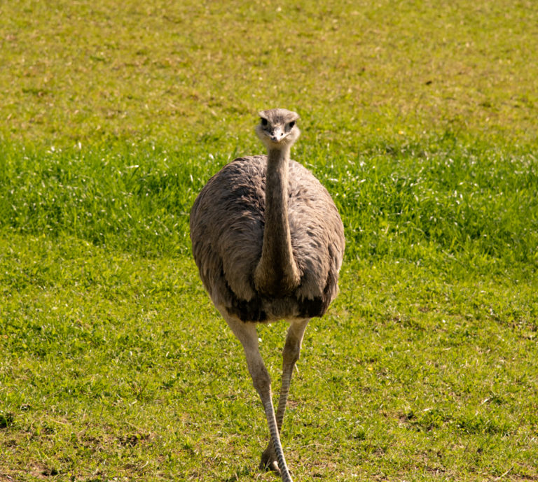 Tierpark Edelwies Natur Und Freizeitpark